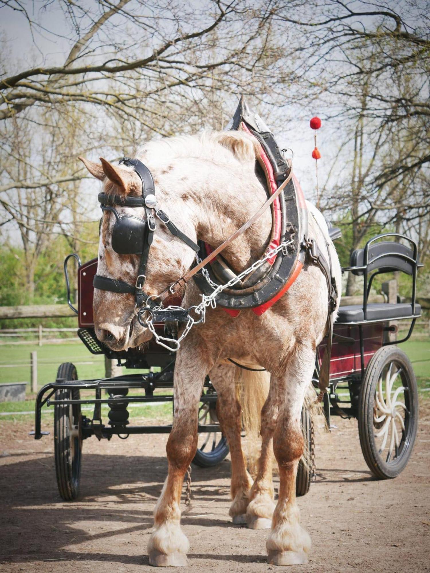 Penzion Horse Farm Lechovice Kültér fotó