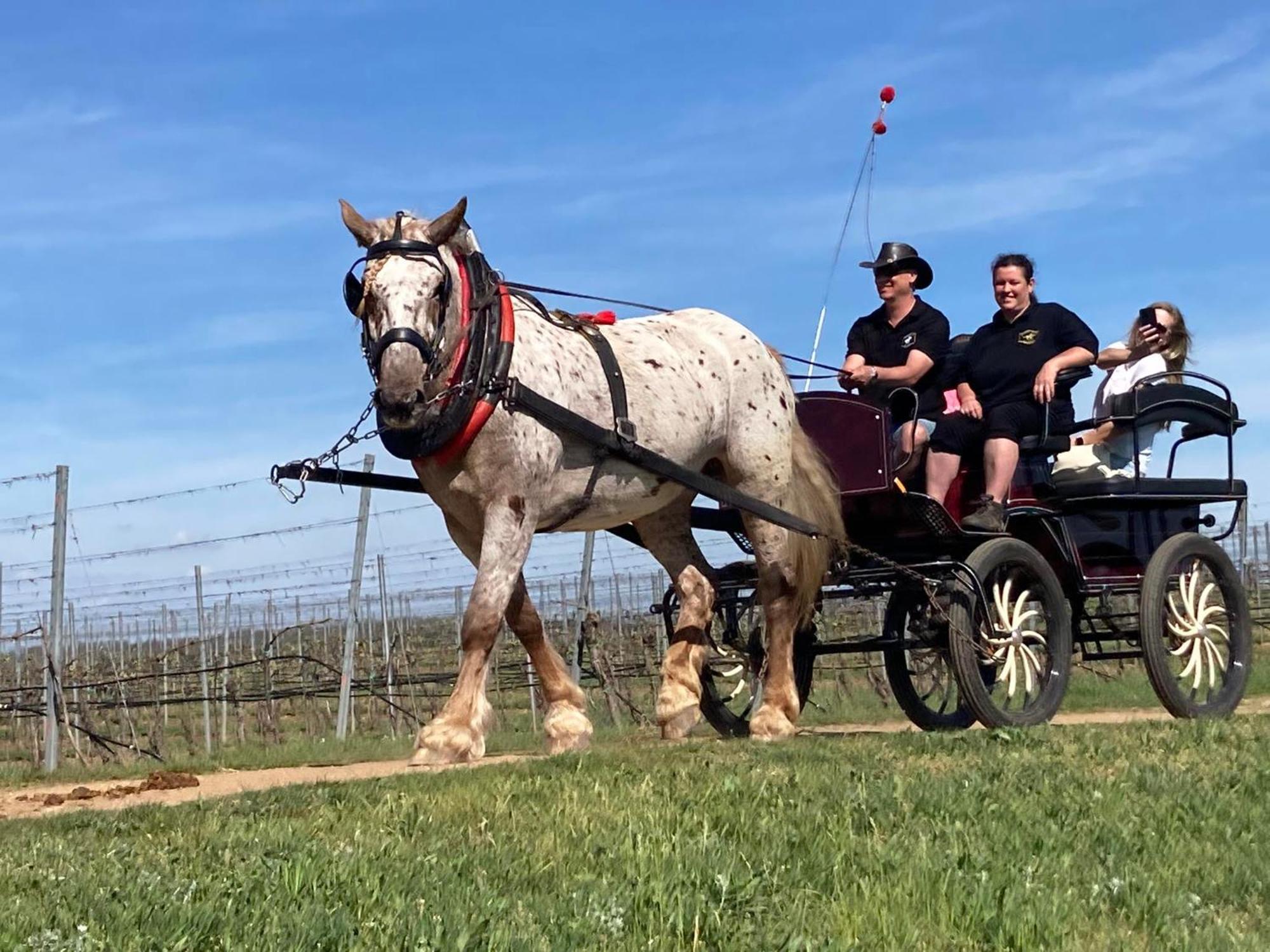 Penzion Horse Farm Lechovice Kültér fotó